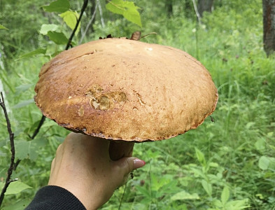 Саратовцы собирают грибы-гиганты на Кумысной поляне 